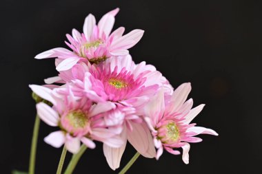 Siyah arka planda harika pembe çiçekler