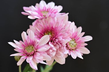 Siyah arka planda harika pembe çiçekler