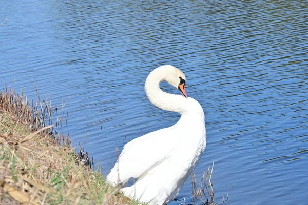 beautiful swan on the lake, flora and fauna