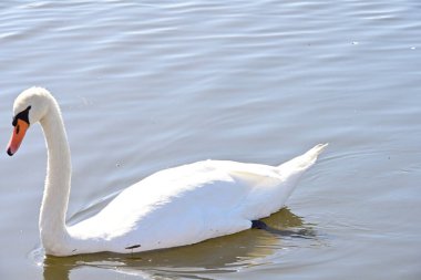 Göldeki kuğu, yaklaş.