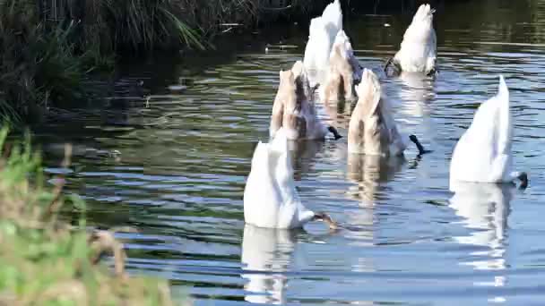 Weiße Schwäne See Flora Und Fauna — Stockvideo