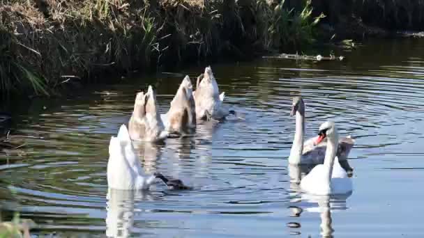 White Swans Lake Flora Fauna — Stock Video