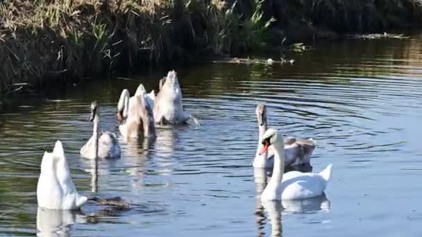 Gölde Beyaz Kuğular Flora Fauna — Stok video