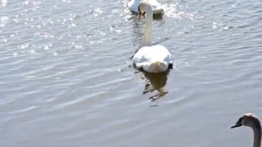 Gölde beyaz kuğular, flora ve fauna