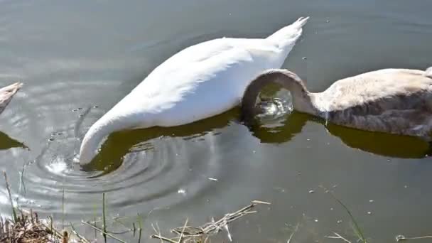 Cisnes Brancos Lago Flora Fauna — Vídeo de Stock