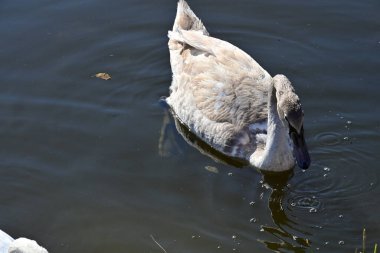 Gölde güzel bir kuğu, bitki ve hayvan