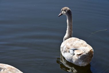 Gölde güzel bir kuğu, bitki ve hayvan