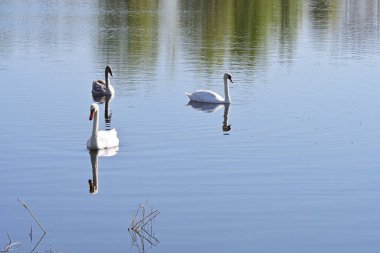 Gölde güzel kuğular, bitkiler ve hayvanlar