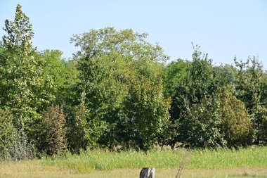 Kırsalda büyüyen ağaçlar 