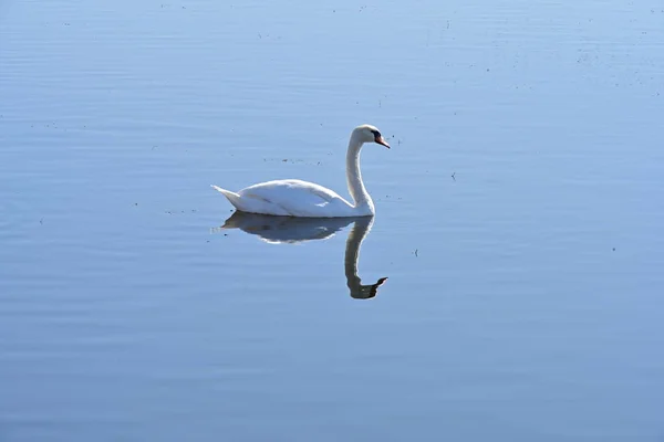 beautiful swan on the lake, flora and fauna