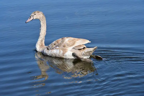 stock image beautiful swan on the lake, flora and fauna