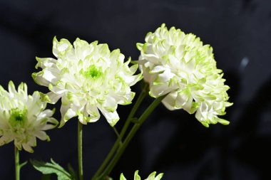 Siyah arka planda harika beyaz çiçekler