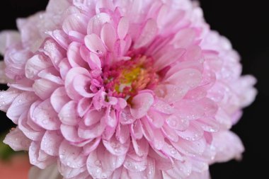 Siyah arka planda harika pembe çiçekler