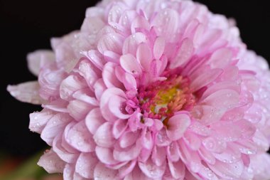 Siyah arka planda harika pembe çiçekler