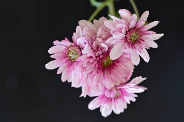 Siyah arka planda harika pembe çiçekler