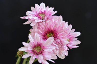 Siyah arka planda harika pembe çiçekler