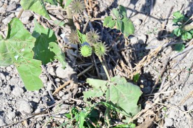 Bahçede büyüyen bahar çiçekleri