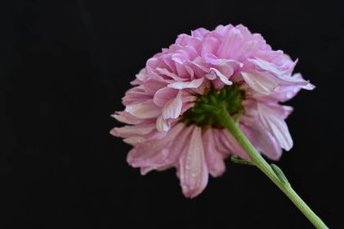 Siyah arka planda harika pembe çiçekler