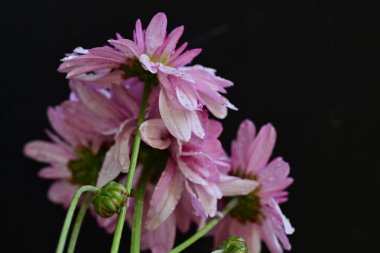 Siyah arka planda harika pembe çiçekler