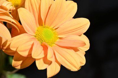 Siyah arka planda inanılmaz sarı çiçekler