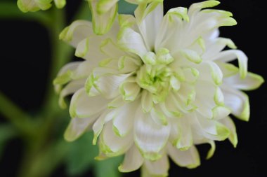 Siyah arka planda harika beyaz çiçekler