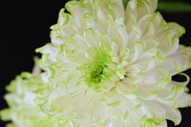 Siyah arka planda harika beyaz çiçekler