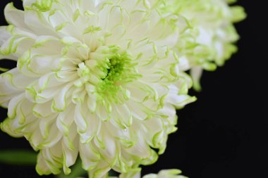 Siyah arka planda harika beyaz çiçekler