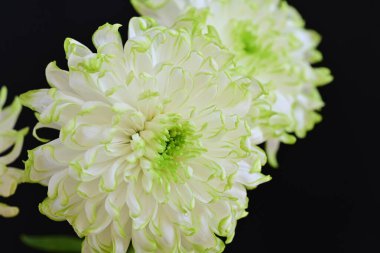 Siyah arka planda harika beyaz çiçekler