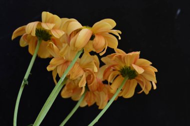 Siyah arka planda inanılmaz sarı çiçekler