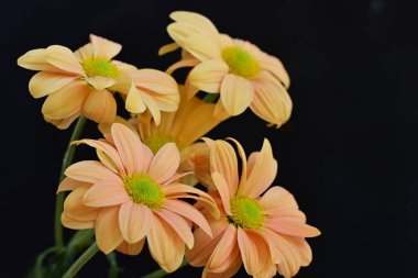 Siyah arka planda inanılmaz sarı çiçekler