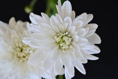 Siyah arka planda harika beyaz çiçekler