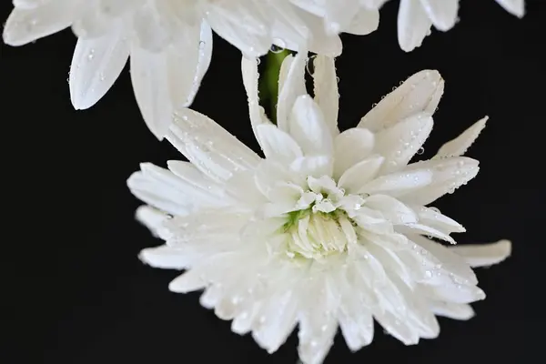 amazing white flowers on black background