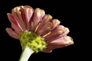 koyu arka plan üzerinde güzel bir çiçek