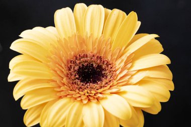 beautiful  gerbera flower on dark background