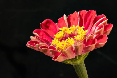 koyu arka plan üzerinde güzel bir çiçek