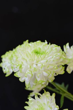 Siyah arka planda harika beyaz çiçekler