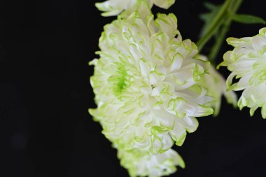 Siyah arka planda harika beyaz çiçekler