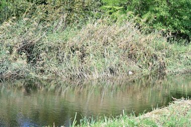 Yazın güzel göl manzarası