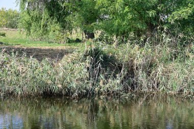 Yazın güzel göl manzarası