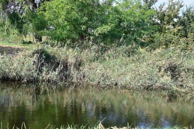 Yazın güzel göl manzarası