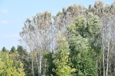 Kırsalda büyüyen ağaçlar 