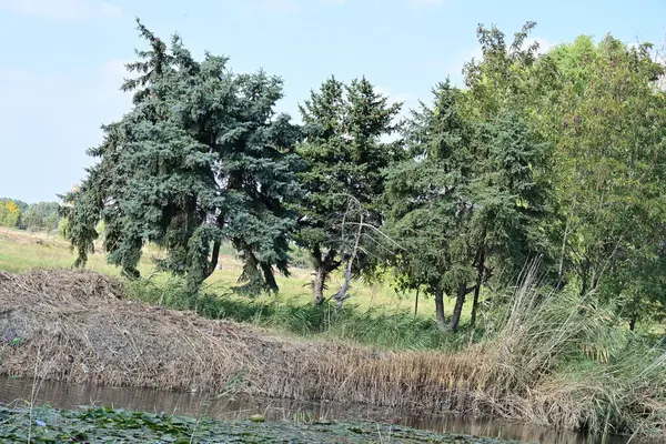 Nehir manzarası ve kırsal kesimdeki ağaçlar