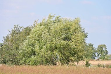 Kırsalda büyüyen ağaçlar 