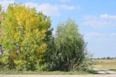 Kırsalda büyüyen ağaçlar 