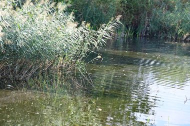 Yazın güzel göl manzarası