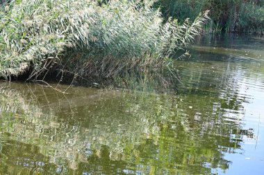 Yazın güzel göl manzarası
