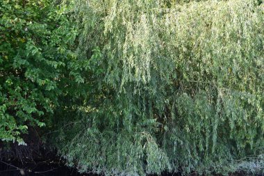 Kırsalda büyüyen ağaçlar 