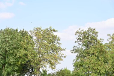 Kırsalda büyüyen ağaçlar 