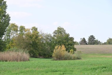 Kırsalda büyüyen ağaçlar 