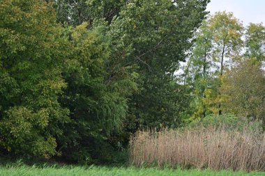 Kırsalda büyüyen ağaçlar 